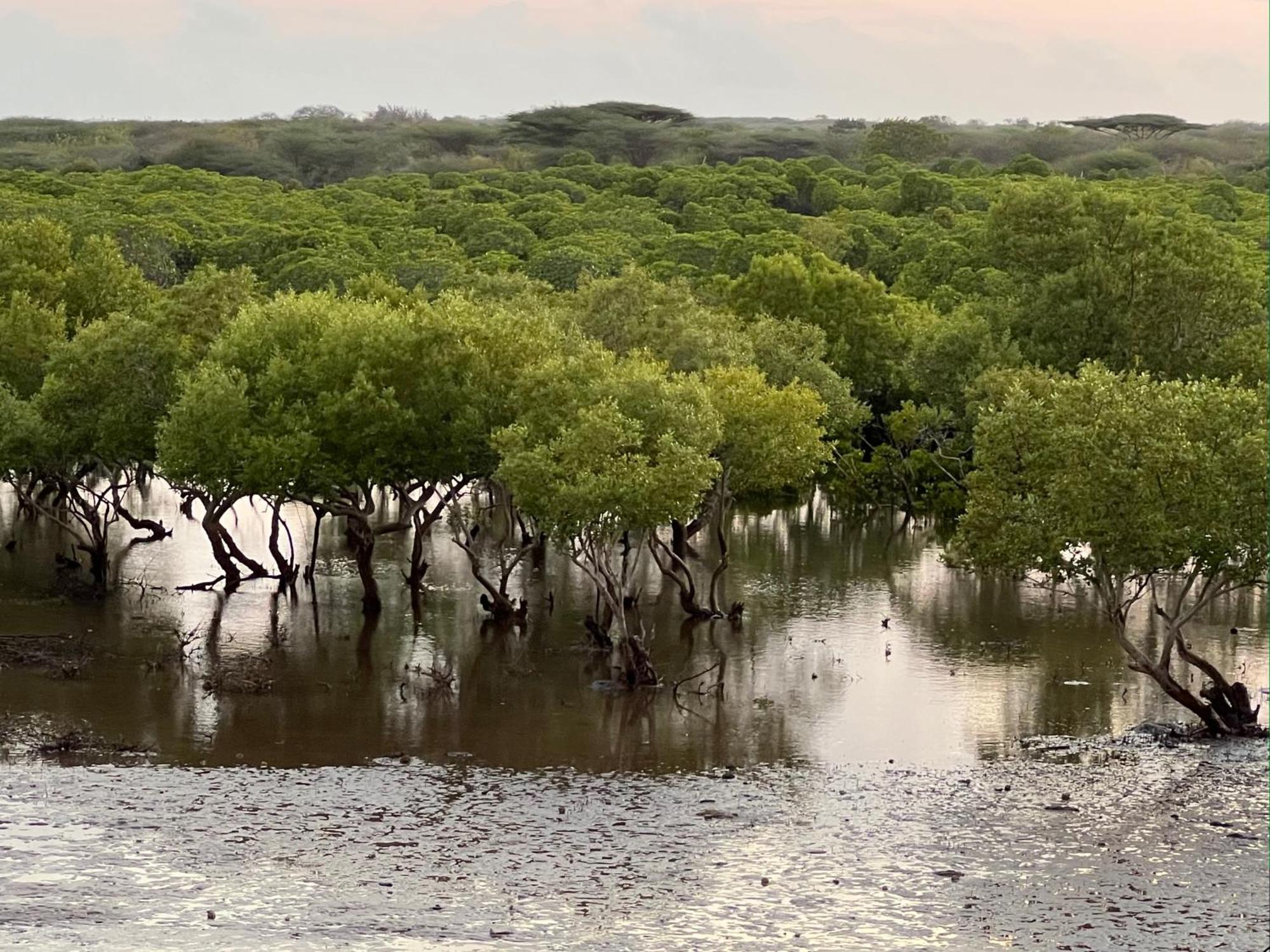 Готель Mangrove House Ламу Екстер'єр фото